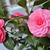 Camellia japonica 'April Rose'