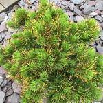 Pinus mugo 'Winter Gold' - Bergden