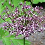 Allium 'Spider' - Sierui