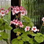 Pelargonium 'Scottow Star' - Geranium