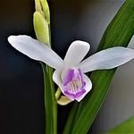 Bletilla striata 'Sweet Lips' - Aardorchidee, Hyacint-orchidee