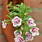 Calibrachoa 'Double Pink Tastic' - Mini petunia