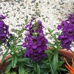 Angelonia - Angelonia