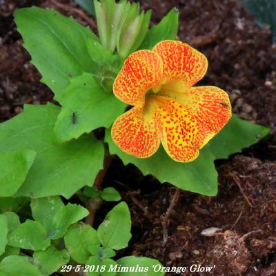 Maskerbloem - Mimulus 'Orange Glow'