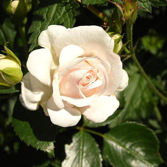 Rosa 'Aspirin-Rose'