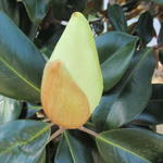 Magnolia grandiflora 'Goliath' - Beverboom