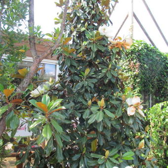 Magnolia grandiflora 'Goliath'