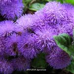 Ageratum - Mexicaantje, leverbalsem, donsbloem