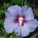 Hibiscus syriacus ‘Marina’ - Altheastruik, Heemstroos