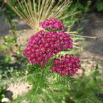 Achillea millefolium 'Cerise Queen' - Duizendblad