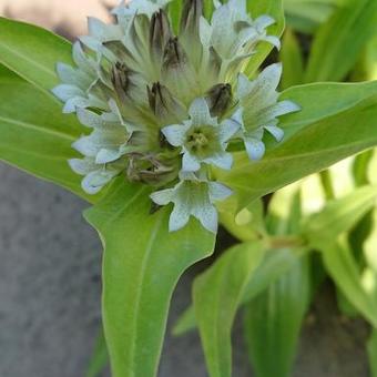 Gentiana tibetica