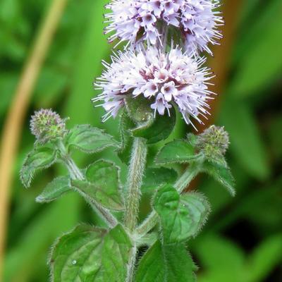 Watermunt - Mentha aquatica