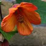 Abutilon 'Tango' - Chinese Lantaarn