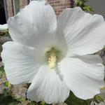 Hibiscus syriacus 'Totus Albus' - Altheastruik