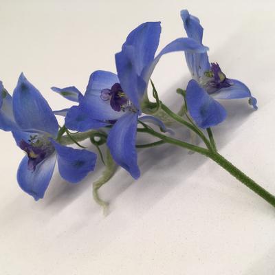 Ridderspoor - Delphinium belladonna 'Bellamosum'