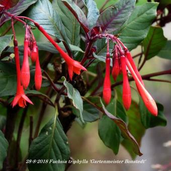 Fuchsia triphylla 'Gartenmeister Bonstedt'