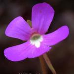 Pinguicula macroceras - Californische vetblad