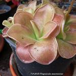 Pinguicula macroceras - Californische vetblad