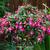 Fuchsia 'Kobold'