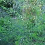 Asparagus officinalis 'Vroege van Argenteuil' - Asperge