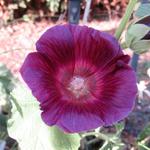 Alcea rosea 'HALO Lavender' - Stokroos