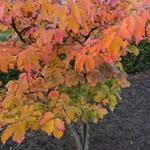 Styrax japonicus 'Evening Light' - Storaxboom, Japanse sneeuwbal