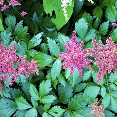 Pluimspirea - Astilbe x arendsii 'Fanal'