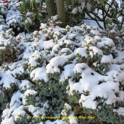 Jeneverbes - Juniperus squamata 'Blue Star'