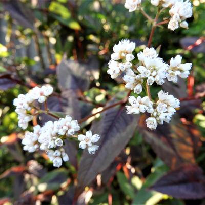 Duizendknoop - Persicaria microcephala 'Red Dragon'