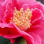 Camellia japonica 'Doctor King' - Camelia