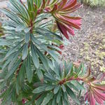 Euphorbia amygdaloides 'Ruby Glow' - Amandelwolfsmelk
