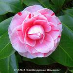 Camellia japonica 'Bonomiana' - Camelia