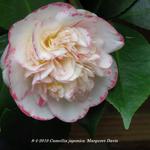 Camellia japonica 'Margaret Davis' - Camelia