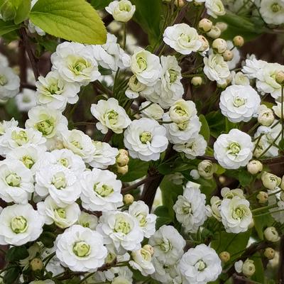 Spierstruik - Spiraea prunifolia