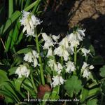 Hyacinthoides hispanica 'Alba' - Wilde hyacint, Boshyacint