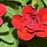 Calibrachoa 'Double Red' - Mini petunia