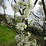 Prunus Domestica 'Reine Claude Verte' - Pruimelaar - Prunus Domestica 'Reine Claude Verte'