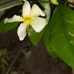 Trachelospermum jasminoides 'Star of Toscane' - Gele sterjasmijn - Trachelospermum jasminoides 'Star of Toscane'