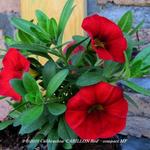 Calibrachoa 'CARILLON Red' - compact MF - Mini Petunia