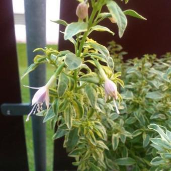 Fuchsia magellanica var. molinae 'Sharpitor'