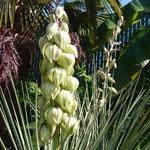 Yucca glauca - Palmlelie