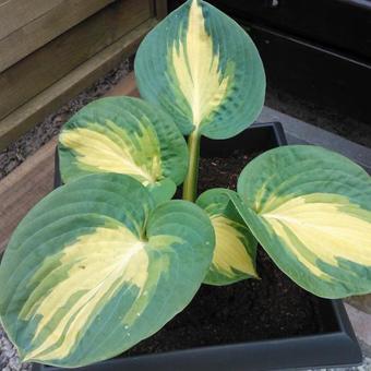 Hosta sieboldiana 'Great Expectations'