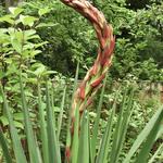 Yucca gloriosa var. tristis - Palmlelie