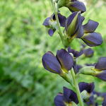 Baptisia australis  'DECADENCE Dutch Chocolate' - Valse indigo