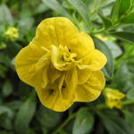 Calibrachoa hybrida 'CALITA Double Yellow' - Mini petunia