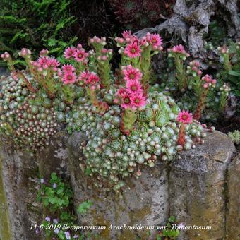 Sempervivum arachnoideum var. Tomentosum