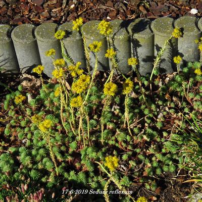 Tripmadam - Sedum reflexum