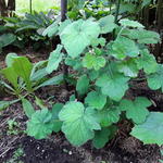 Pelargonium tomentosum - Pepermuntgeranium