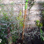 Salix purpurea 'Nana' - Bitterwilg, Purperwilg