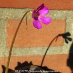 Pinguicula macroceras - Californische vetblad